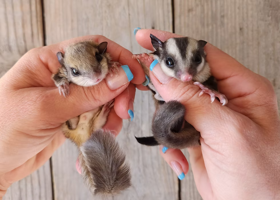 Sugar Glider vs Flying Squirrel — Which Exotic Pet is Right for You?