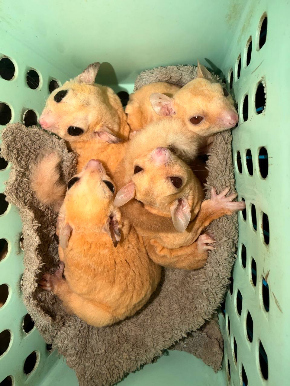 Sugar Glider for sale