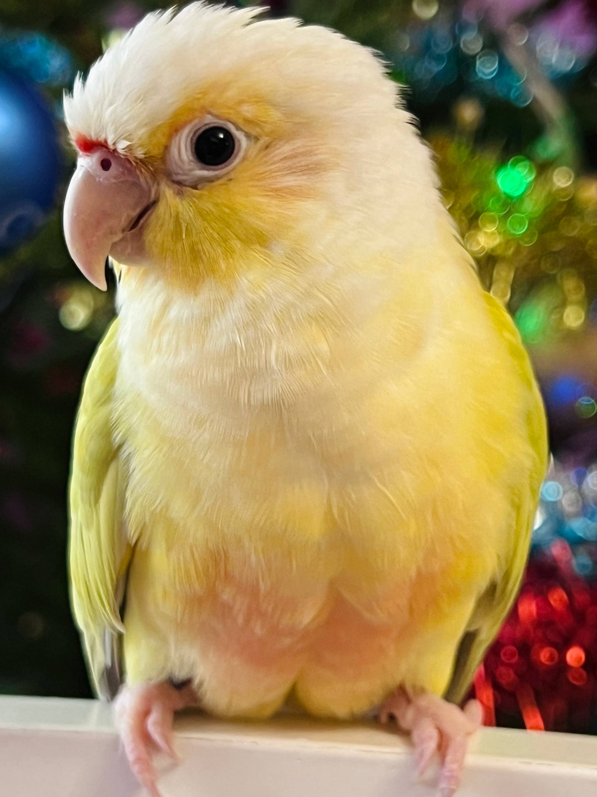 Sun Conure for sale