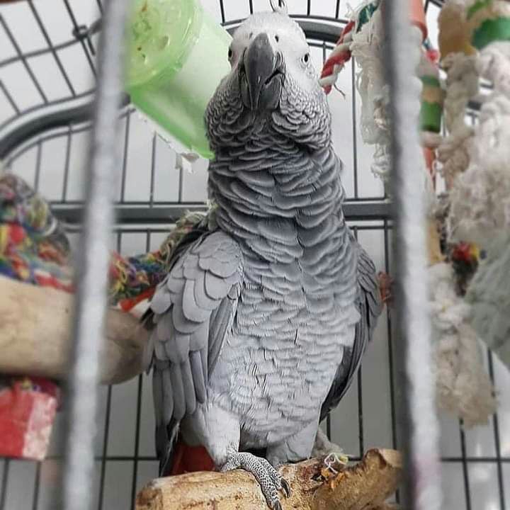 Timneh African Grey Parrot for sale