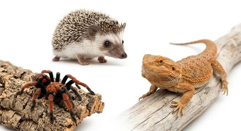 Top 10 Exotic Pets That Are Legal in Most US States