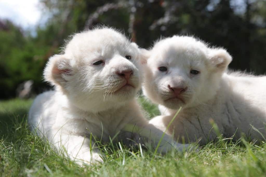 White Lion for sale