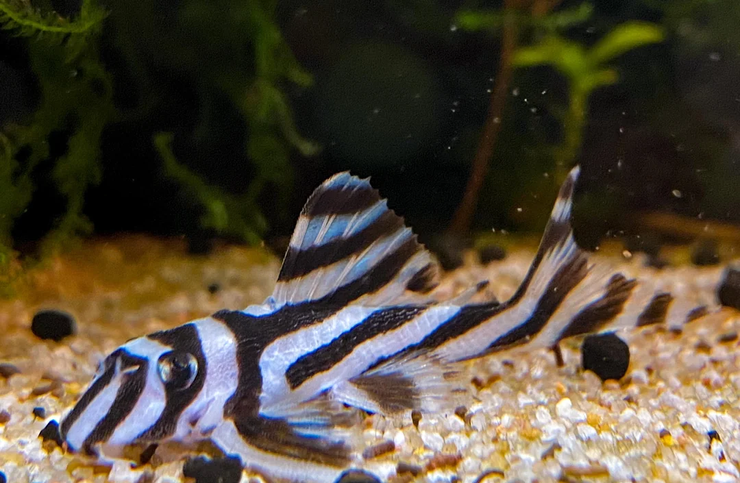 Zebra Pleco for sale